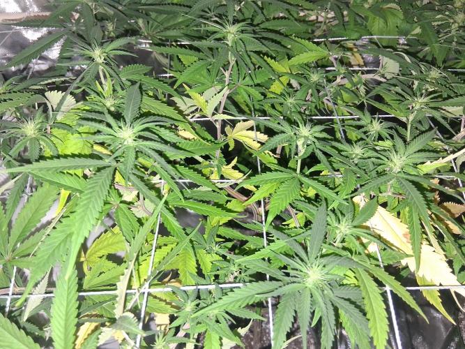 BF-Strawberry Limonade, JH - Home strain. Week 16