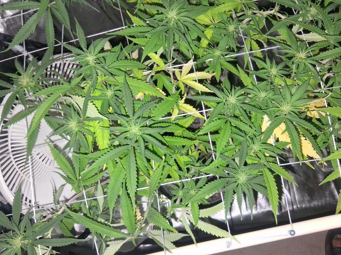 BF-Strawberry Limonade, JH - Home strain. Week 16