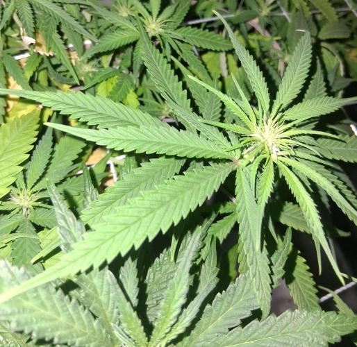 BF-Strawberry Limonade, JH - Home strain. Week 16