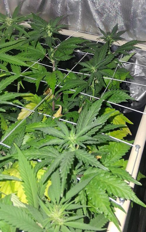 BF-Strawberry Limonade, JH - Home strain. Week 16