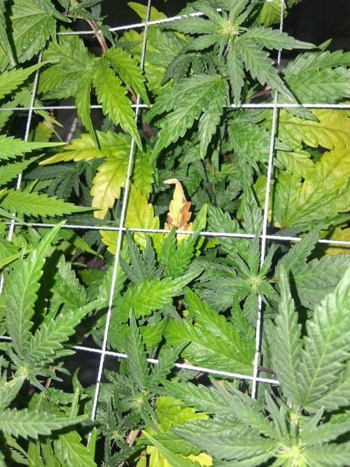 BF-Strawberry Limonade, JH - Home strain. Week 16