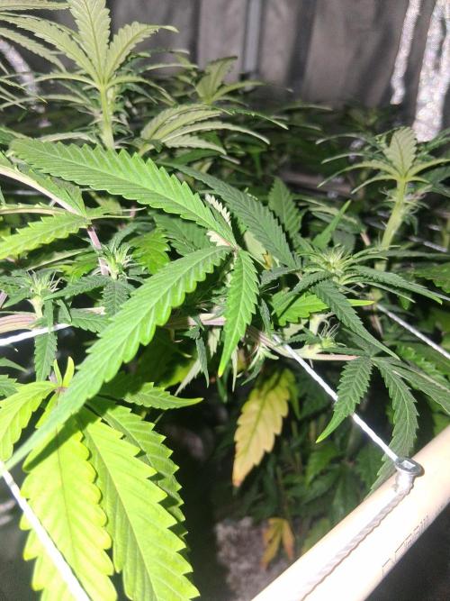 BF-Strawberry Limonade, JH - Home strain. Week 16
