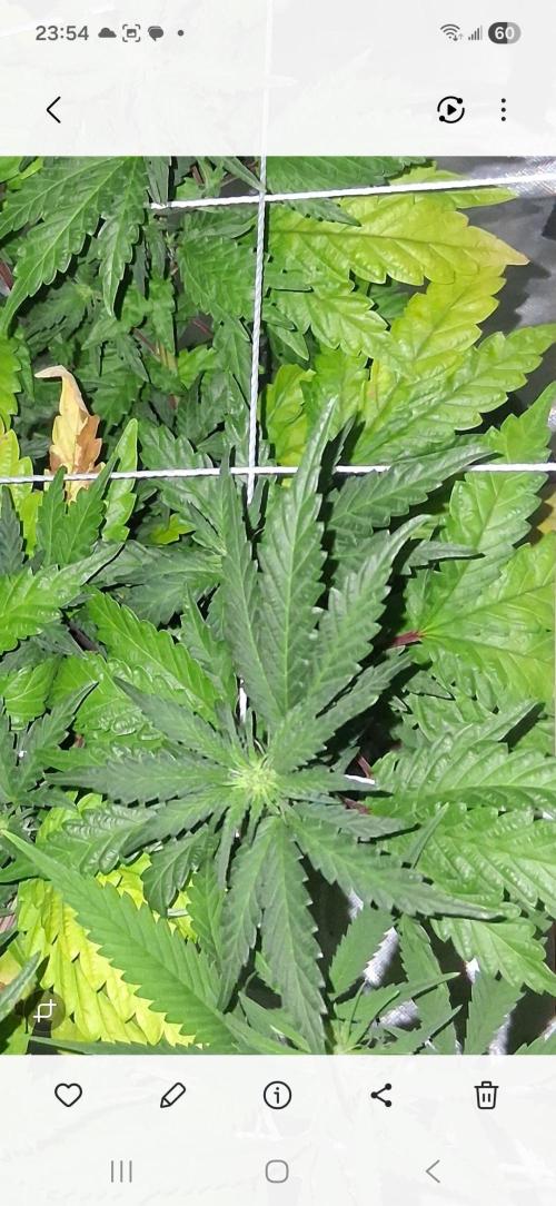 BF-Strawberry Limonade, JH - Home strain. Week 16