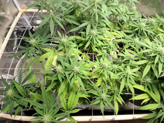 BF-Strawberry Limonade, JH - Home strain. Week 17 - H S