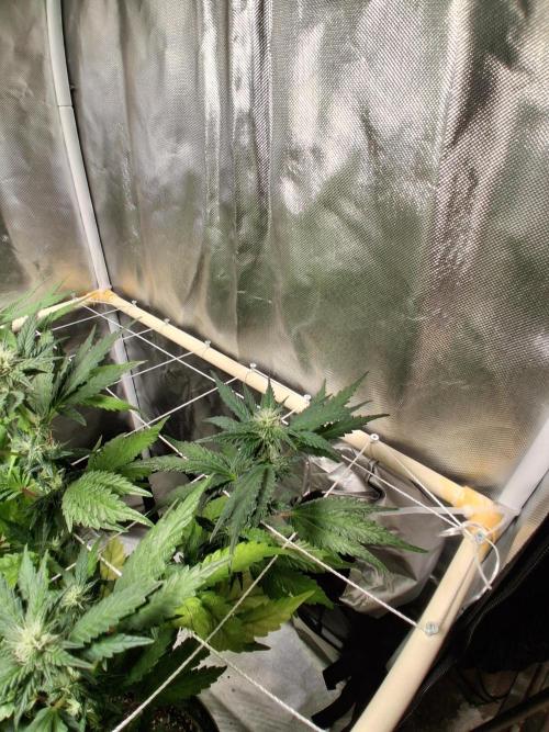 BF-Strawberry Limonade, JH - Home strain. Week 17 - 🍓 🍋 
