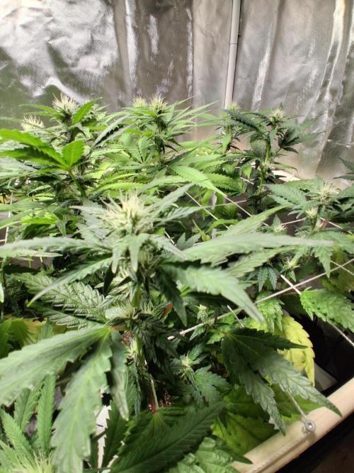 BF-Strawberry Limonade, JH - Home strain. Week 17 - 🍓 🍋 