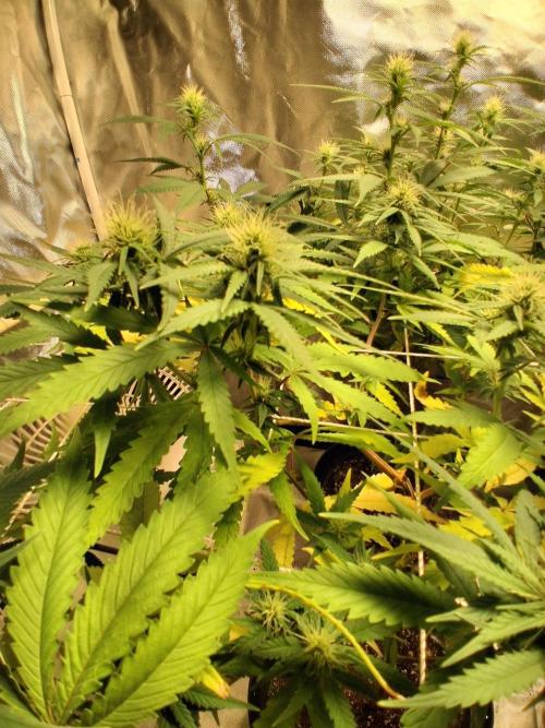 BF-Strawberry Limonade, JH - Home strain. Week 17 - HS