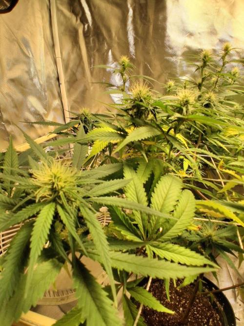 BF-Strawberry Limonade, JH - Home strain. Week 17 - HS