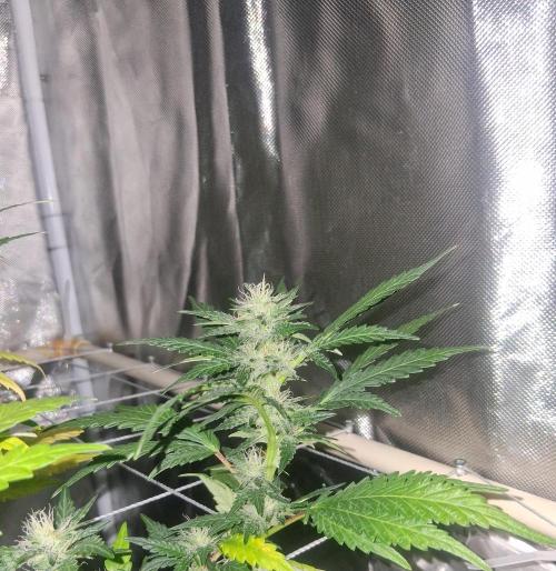 BF-Strawberry Limonade, JH - Home strain. Week 18 - 🍓 🍋 