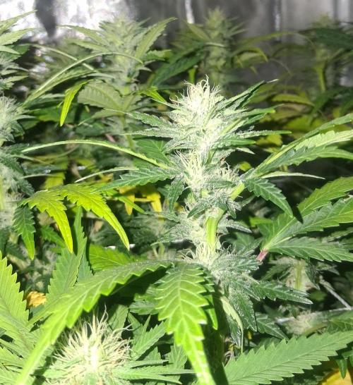 BF-Strawberry Limonade, JH - Home strain. Week 18 -  🍓  🍋 