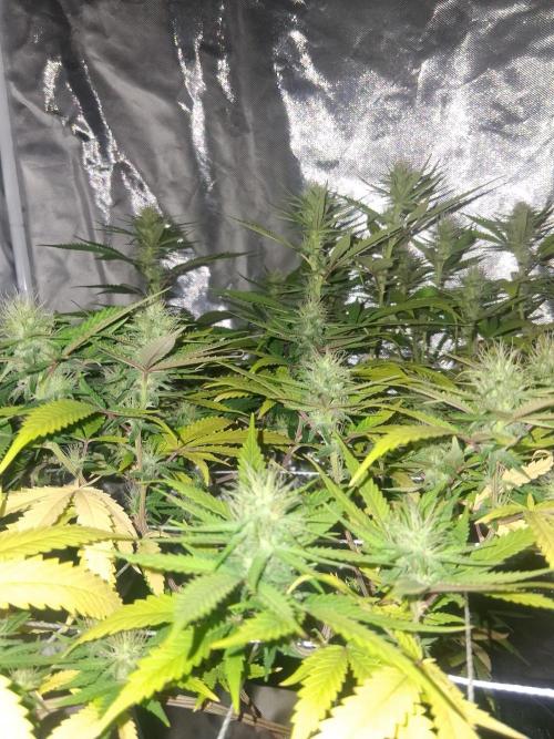BF-Strawberry Limonade, JH - Home strain. Week 18 - HS