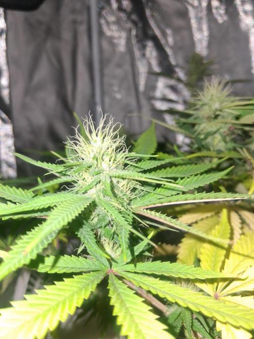 BF-Strawberry Limonade, JH - Home strain. Week 18 - HS