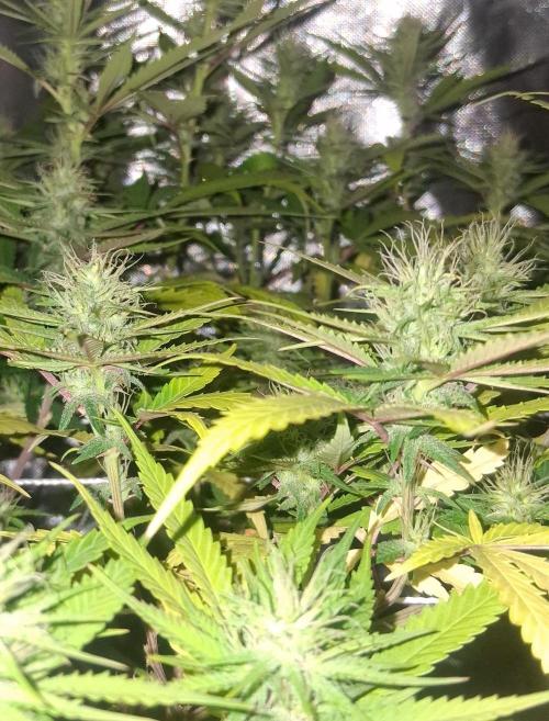 BF-Strawberry Limonade, JH - Home strain. Week 18