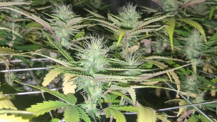 BF-Strawberry Limonade, JH - Home strain. Week 18