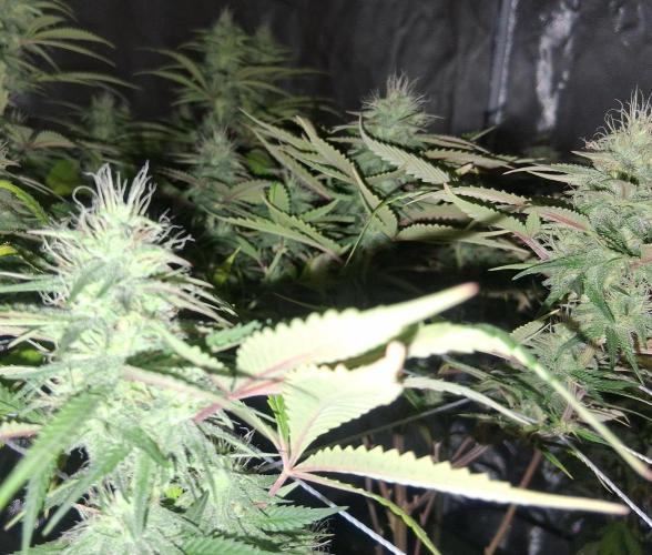 BF-Strawberry Limonade, JH - Home strain. Week 19 - 🍓 🍋 