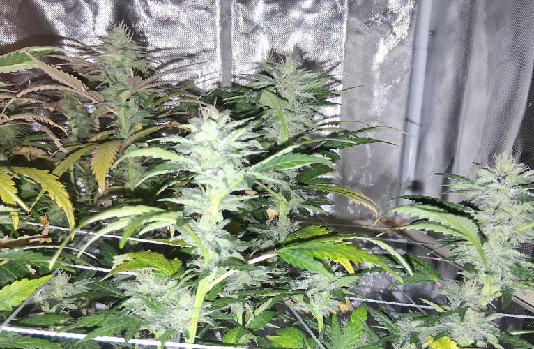 BF-Strawberry Limonade, JH - Home strain. Week 19 - 🍓 🍋 