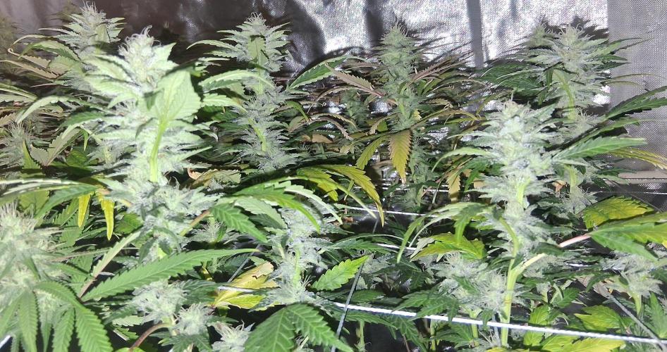 BF-Strawberry Limonade, JH - Home strain. Week 19 - 🍓 🍋 