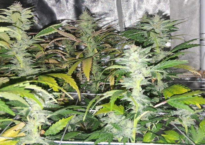BF-Strawberry Limonade, JH - Home strain. Week 19 - HS