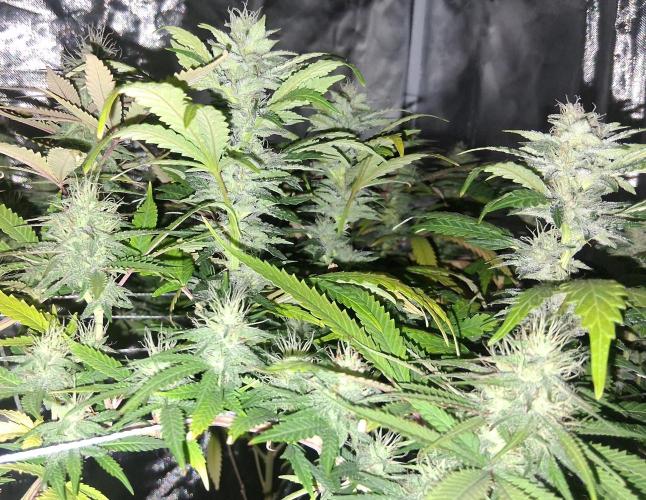 BF-Strawberry Limonade, JH - Home strain. Week 19 - HS