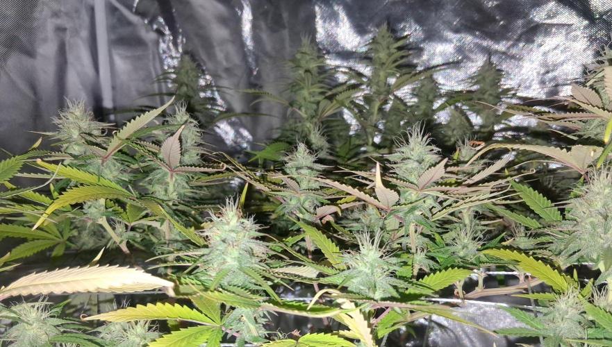 BF-Strawberry Limonade, JH - Home strain. Week 19 - HS