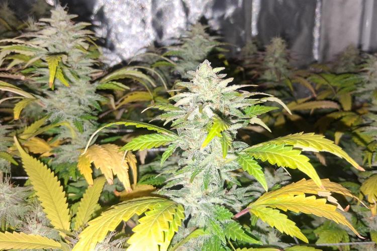 BF-Strawberry Limonade, JH - Home strain. Week 20 - 🍓 🍋 