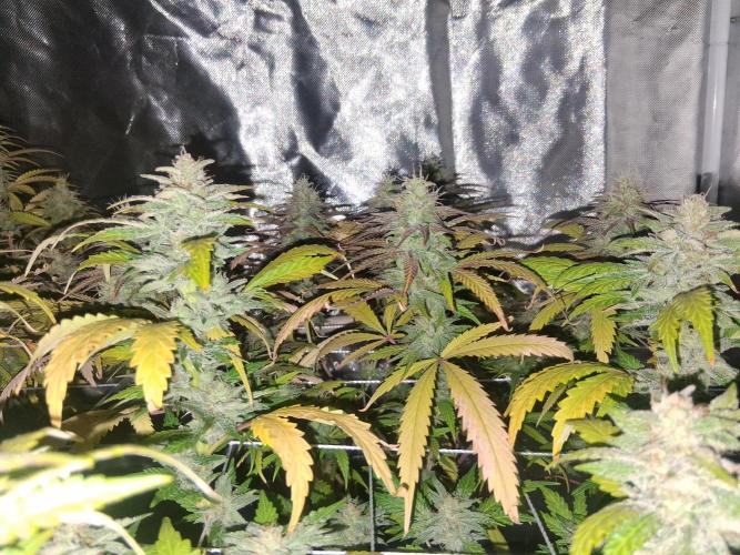 BF-Strawberry Limonade, JH - Home strain. Week 20
