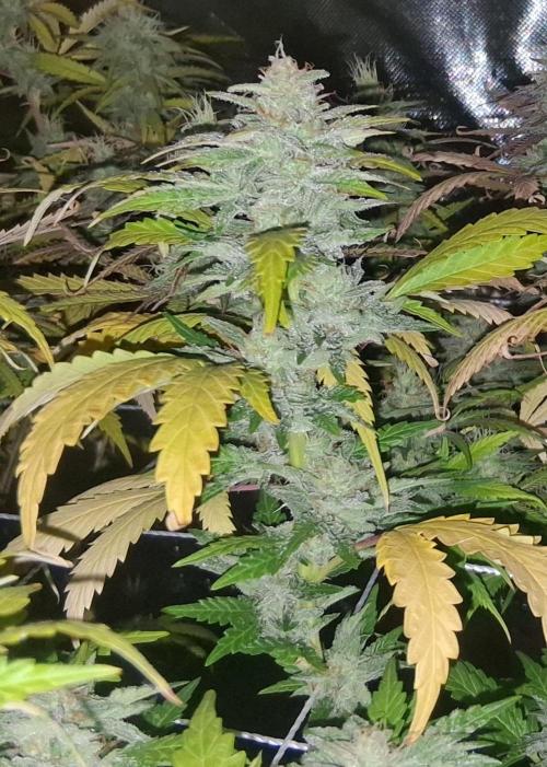 BF-Strawberry Limonade, JH - Home strain. Week 20