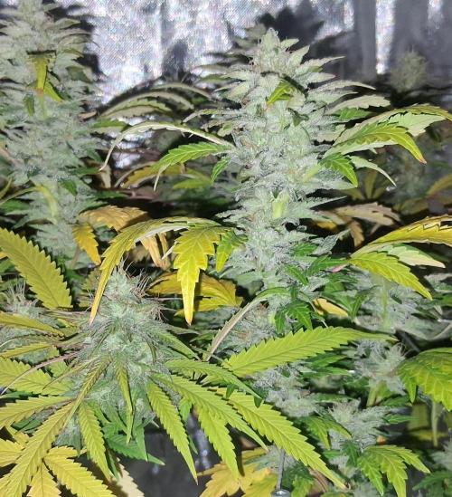 BF-Strawberry Limonade, JH - Home strain. Week 20