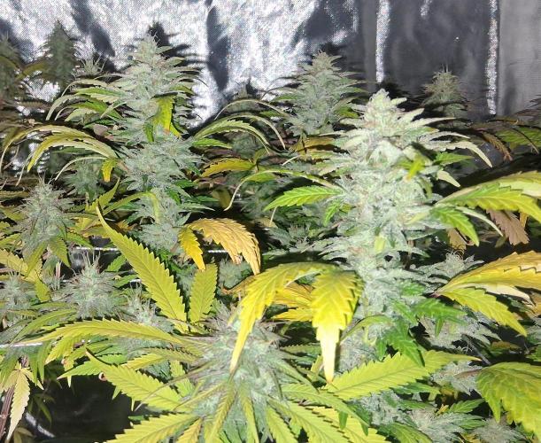 BF-Strawberry Limonade, JH - Home strain. Week 20