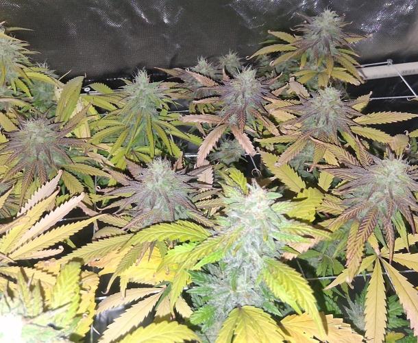 BF-Strawberry Limonade, JH - Home strain. Week 20