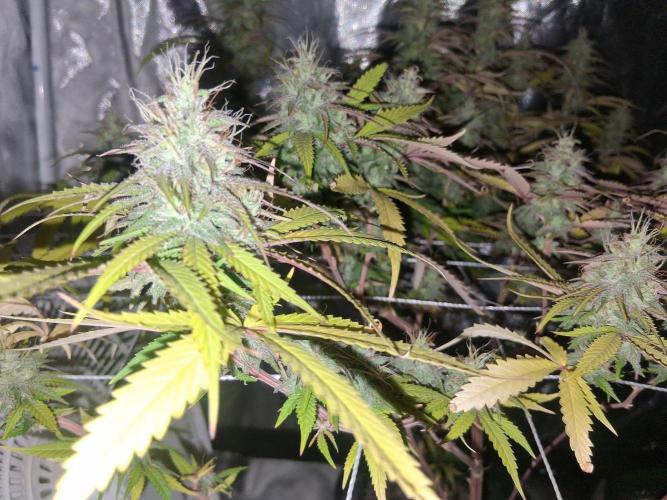 BF-Strawberry Limonade, JH - Home strain. Week 20 - HS