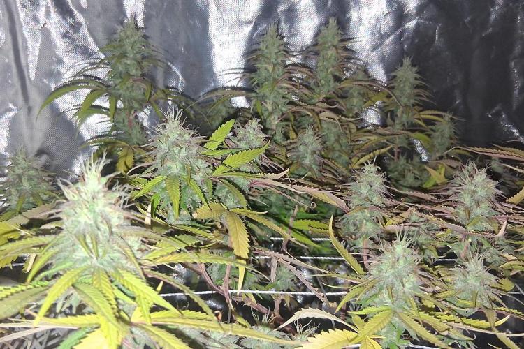 BF-Strawberry Limonade, JH - Home strain. Week 20