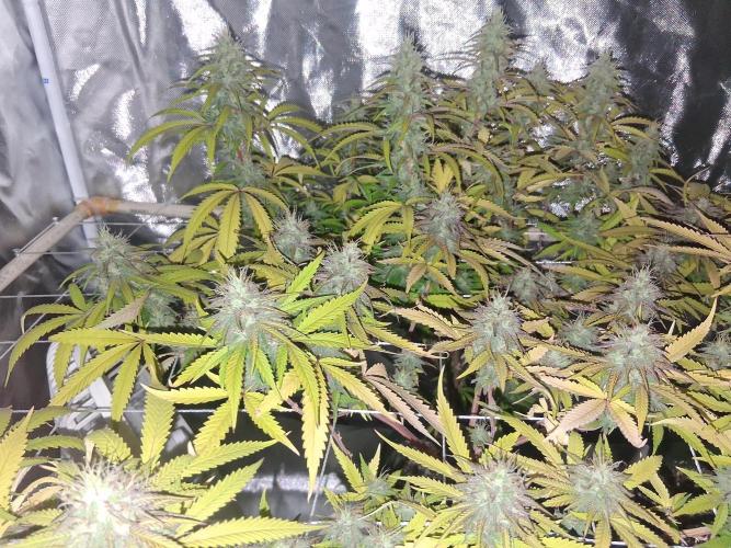 BF-Strawberry Limonade, JH - Home strain. Week 20
