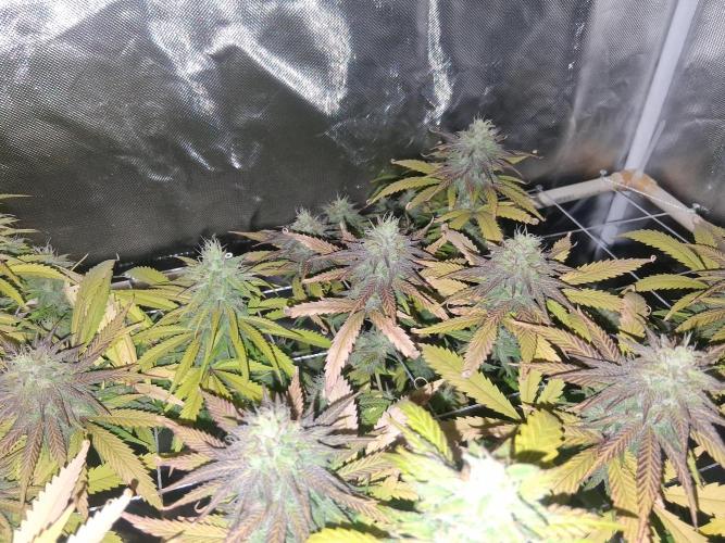 BF-Strawberry Limonade, JH - Home strain. Week 20
