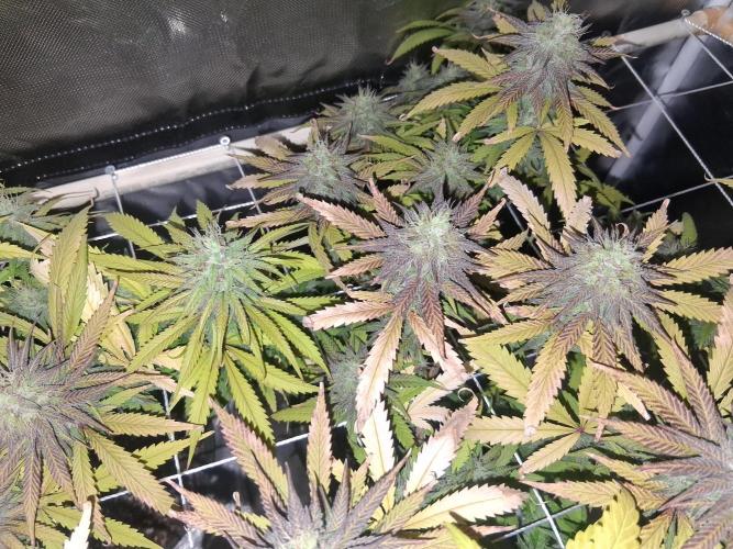 BF-Strawberry Limonade, JH - Home strain. Week 20
