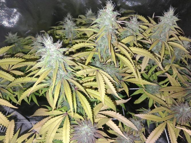 BF-Strawberry Limonade, JH - Home strain. Week 20