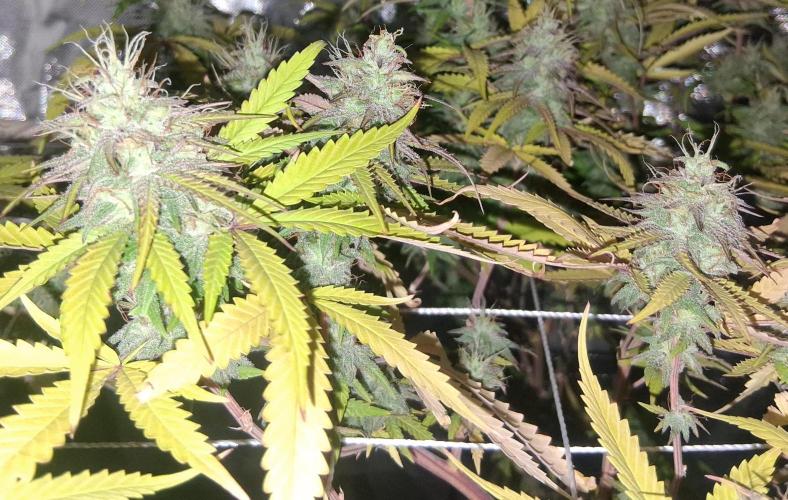 BF-Strawberry Limonade, JH - Home strain. Week 20
