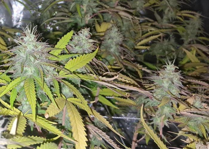 BF-Strawberry Limonade, JH - Home strain. Week 20