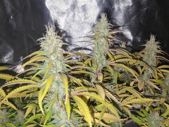 BF-Strawberry Limonade, JH - Home strain. Week 20