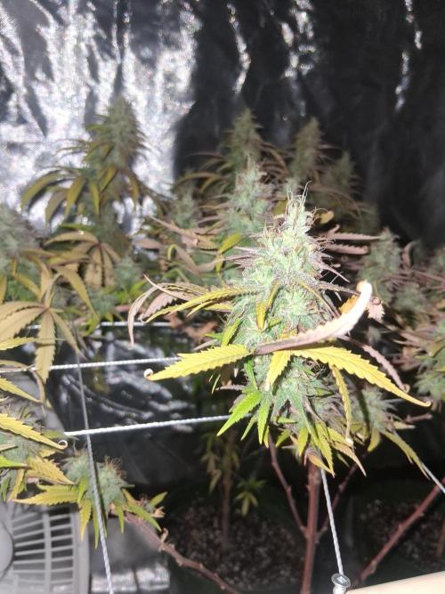 BF-Strawberry Limonade, JH - Home strain. Week 21
