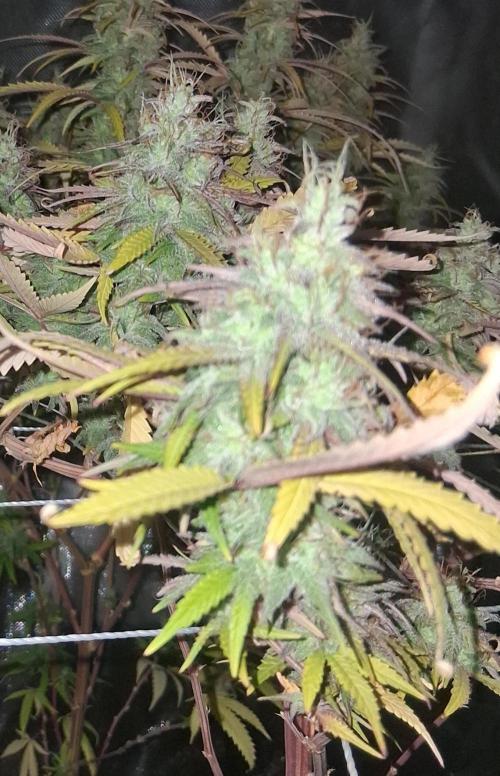 BF-Strawberry Limonade, JH - Home strain. Week 21