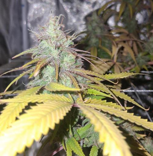 BF-Strawberry Limonade, JH - Home strain. Week 21