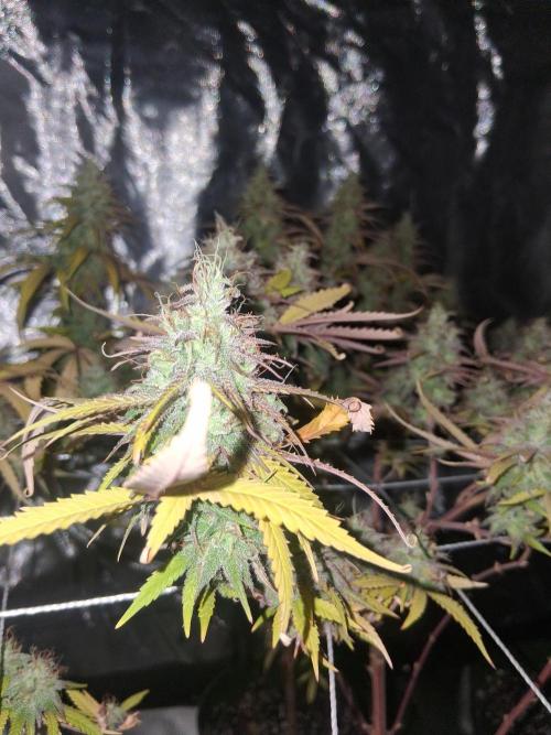 BF-Strawberry Limonade, JH - Home strain. Week 21