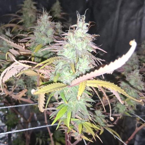 BF-Strawberry Limonade, JH - Home strain. Week 21