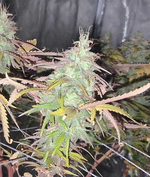 BF-Strawberry Limonade, JH - Home strain. Week 21