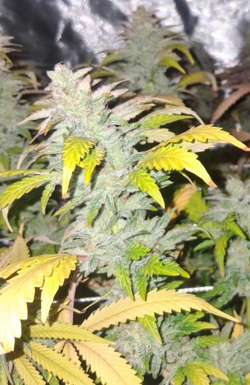 BF-Strawberry Limonade, JH - Home strain. Week 21