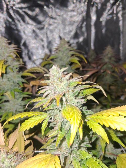 BF-Strawberry Limonade, JH - Home strain. Week 21