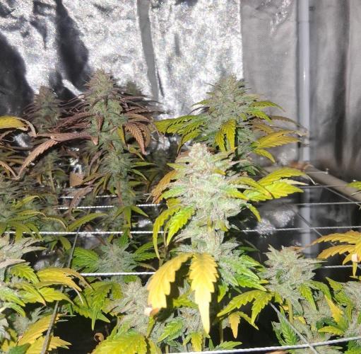 BF-Strawberry Limonade, JH - Home strain. Week 21