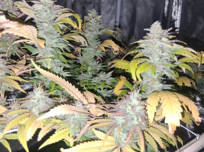 BF-Strawberry Limonade, JH - Home strain. Week 21