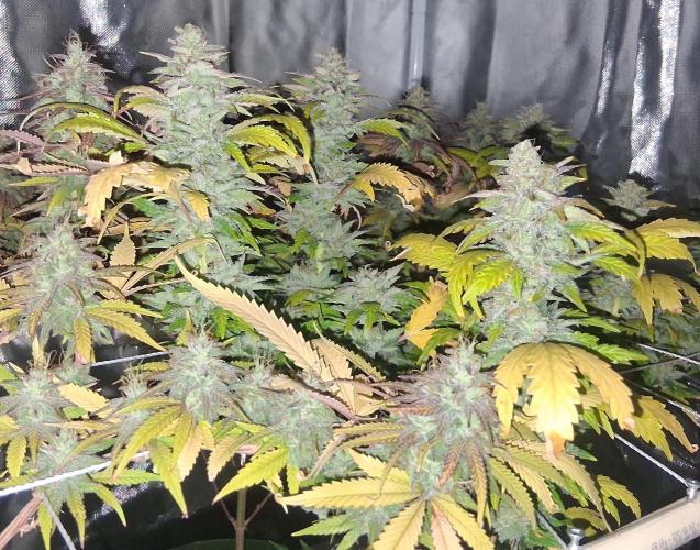 BF-Strawberry Limonade, JH - Home strain. Week 21